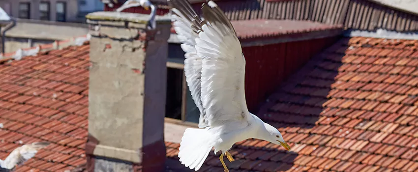 Residential Chimney Animal Removal Solution in Beverly, MA